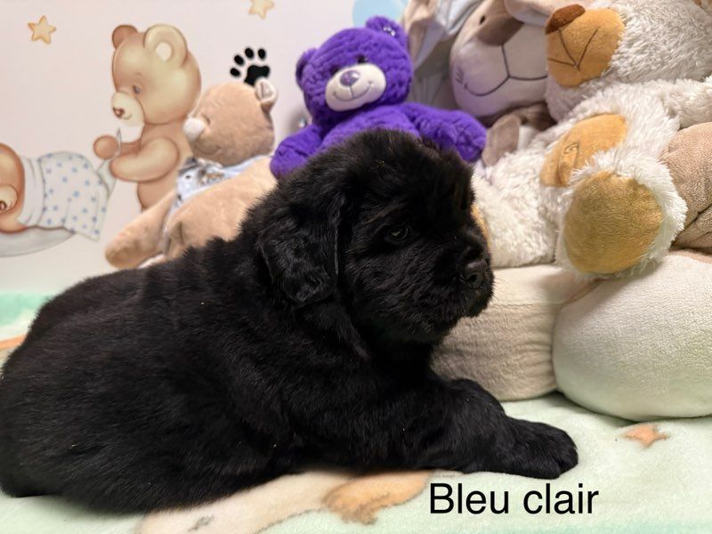 Des Oursons Du Vexin Normand - Chiot disponible  - Terre-neuve