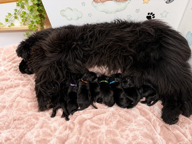 CHIOTS