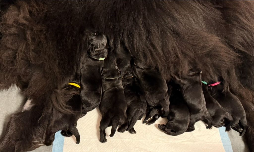 Des Oursons Du Vexin Normand - NAISSANCE