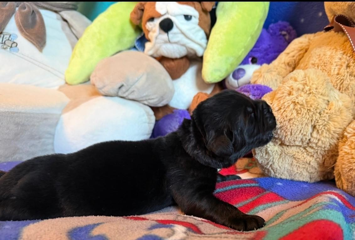 Des Oursons Du Vexin Normand - Chiots disponibles - Terre-neuve