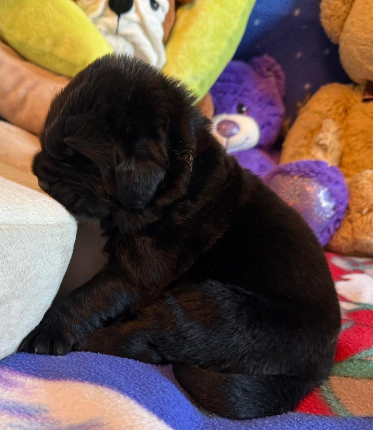 Des Oursons Du Vexin Normand - Chiots disponibles - Terre-neuve