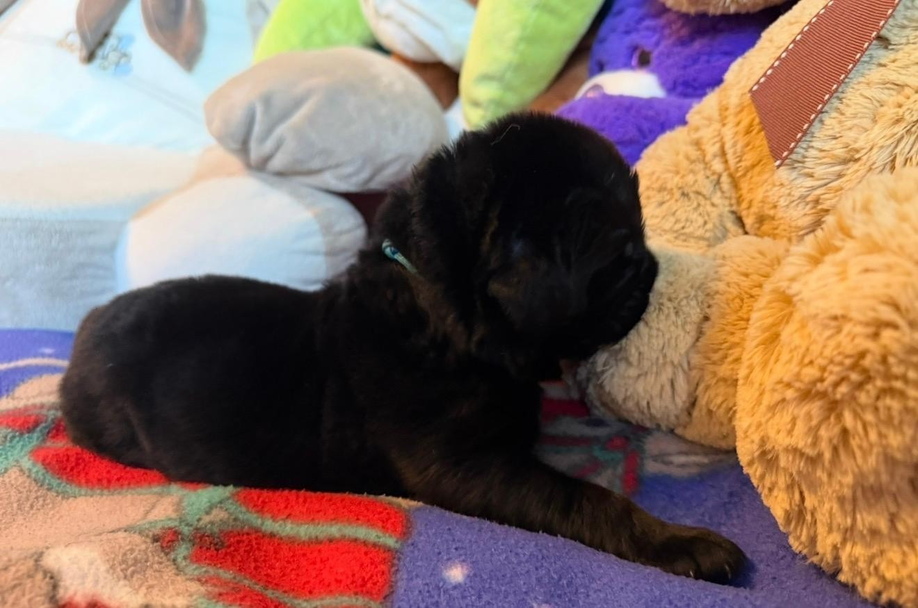 Des Oursons Du Vexin Normand - Chiots disponibles - Terre-neuve