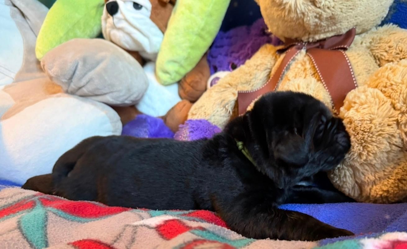 Des Oursons Du Vexin Normand - Chiots disponibles - Terre-neuve