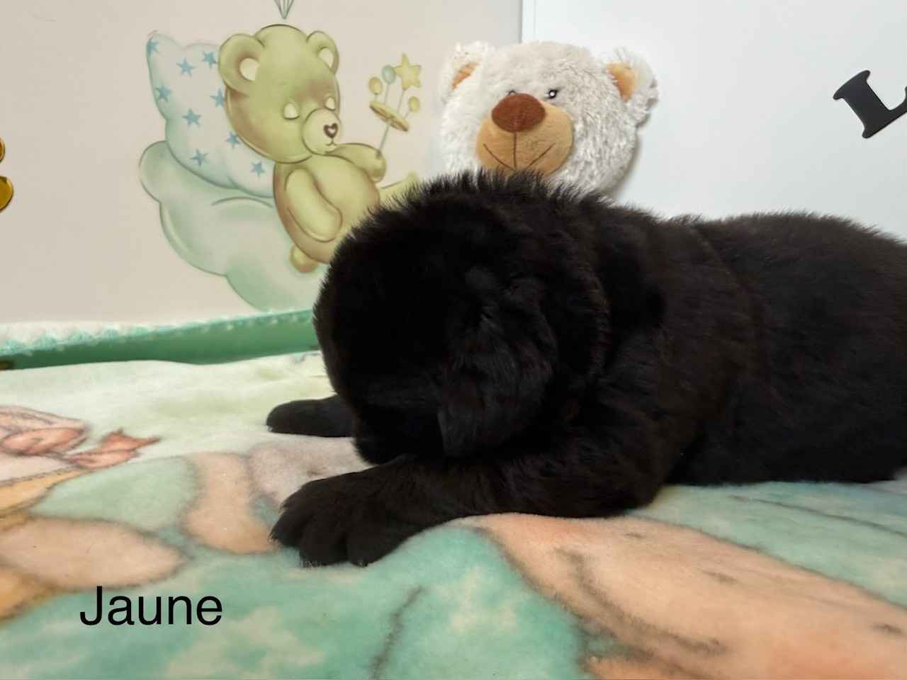 Des Oursons Du Vexin Normand - Chiots disponibles - Terre-neuve