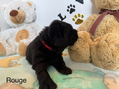 CHIOT 2