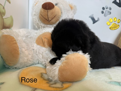 CHIOT 3