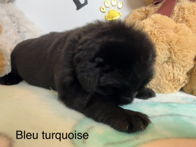CHIOT 7