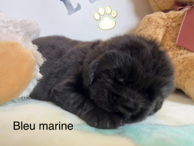 CHIOT 8