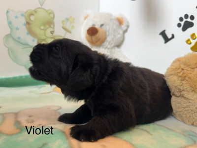CHIOT 4
